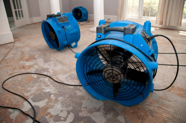 Best Mold removal after water damage  in Mason, TX